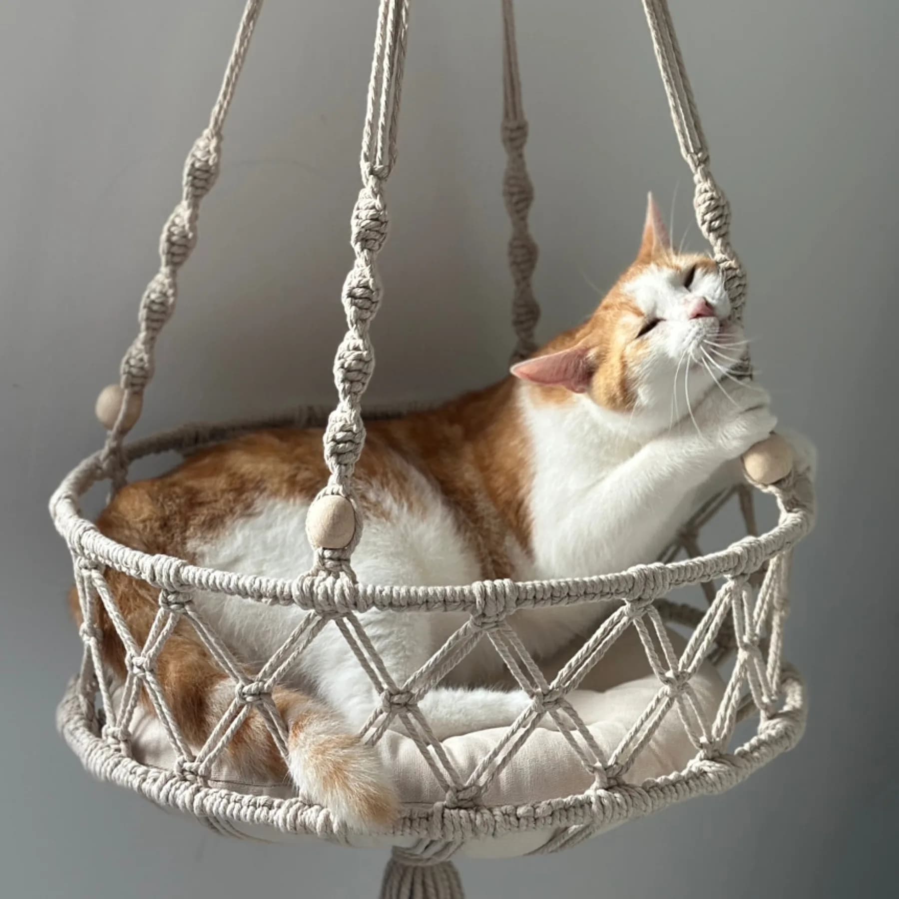 A cat resting in a circular macramé hammock